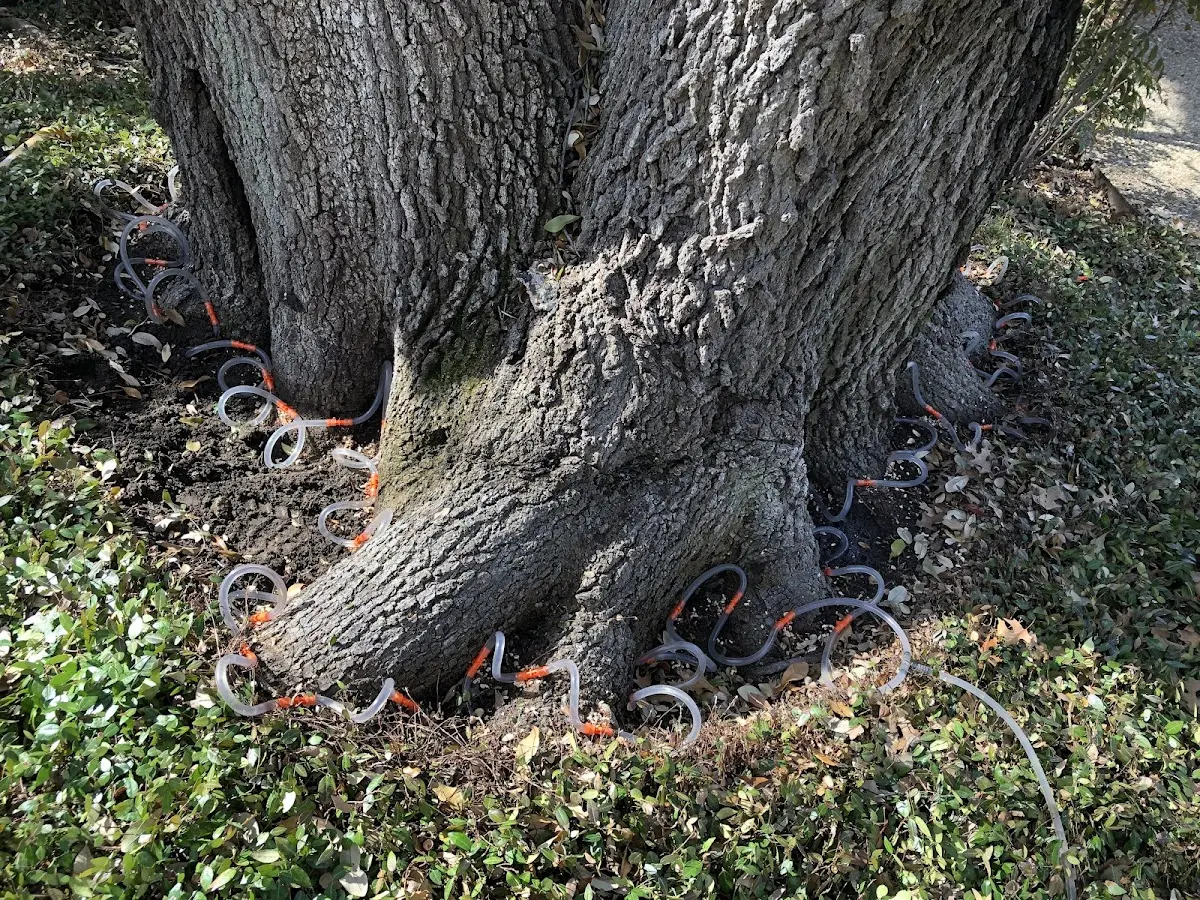 Detailed Tree Cabling and Bracing job site in Bishop